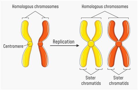 how many replicated chromosomes are in the original cell